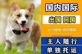 天水市宠物托运公司天水市宠物托运公司天水市宠物托运公司