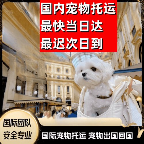 天水市到澳大利亚（澳洲）宠物入境规定和要求